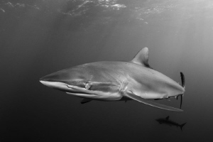 One of the most elegant sharks that I have dived with; a ... by Paul Colley 